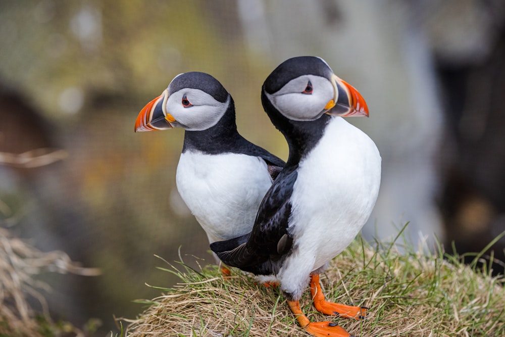 a couple of birds standing on top of a grass covered field