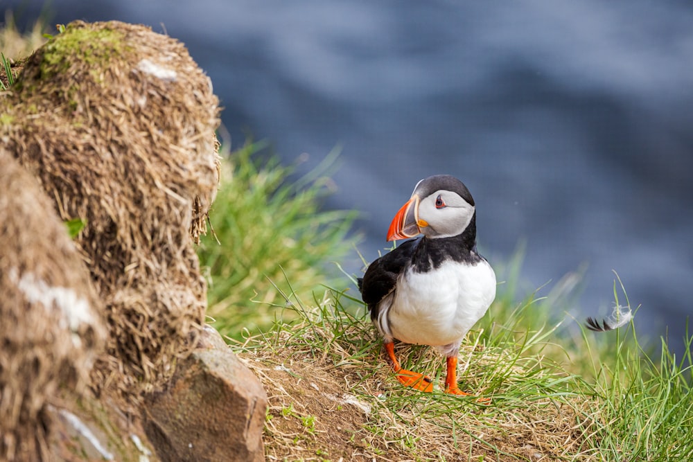 a small bird standing on top of a grass covered hill