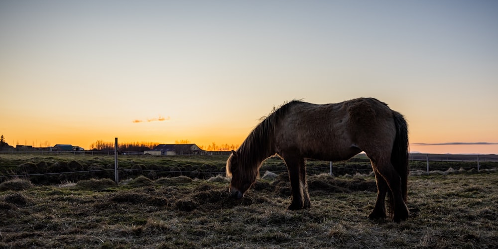 a horse grazing in a field at sunset