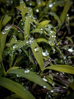 A refreshing scene depicting rainwater, symbolizing freshness.