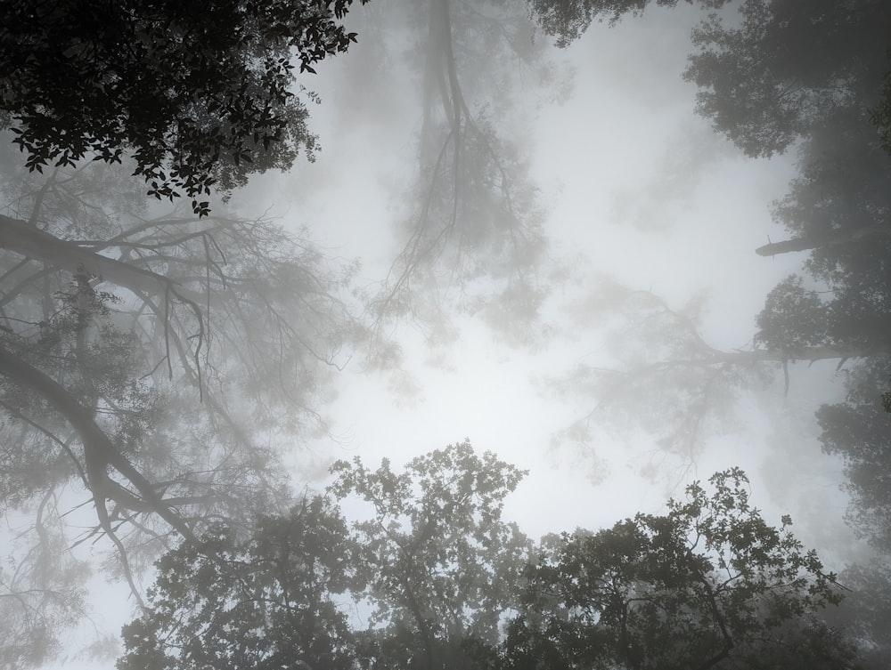 a group of trees in a foggy forest