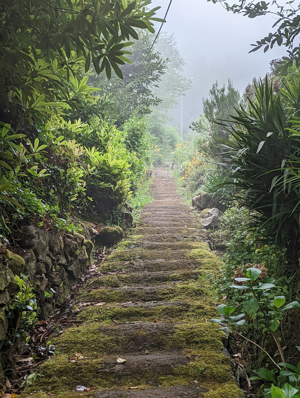 a stone path in the middle of a forest