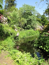 A peaceful backyard pond surrounded by lush greenery and blooming flowers.