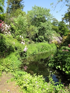 A peaceful backyard pond surrounded by lush greenery and blooming flowers.