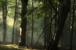 Soft rays of sunlight filtering through tall trees in a tranquil forest.