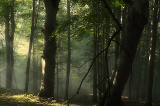 A dense Indonesian rainforest bathed in soft sunlight filtering through tall trees.