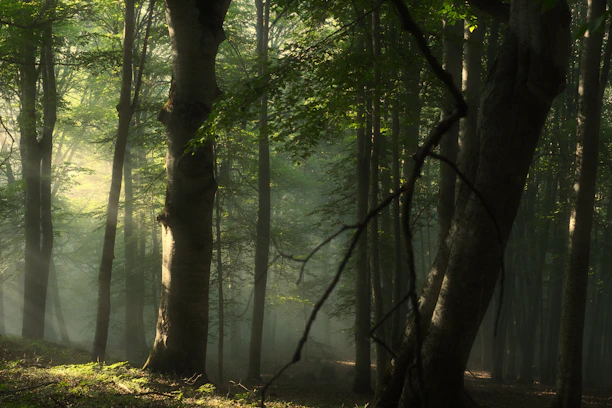 A dense Indonesian rainforest bathed in soft sunlight filtering through tall trees.