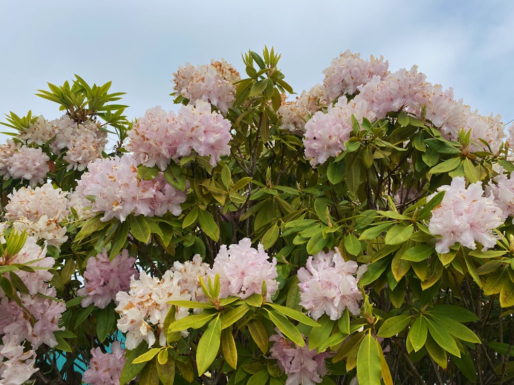 a tree with lots of pink flowers on it