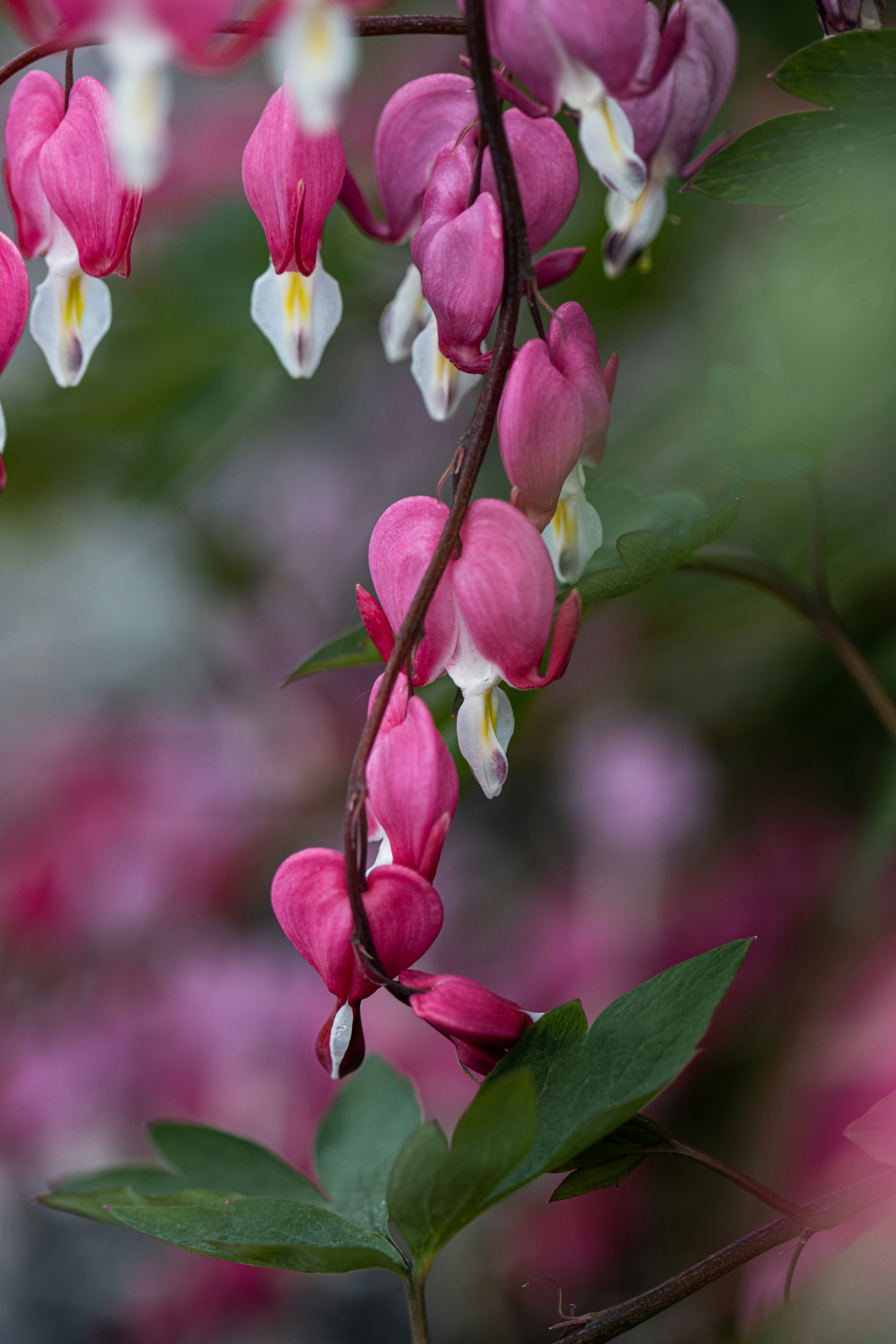 Photo by maddegh
