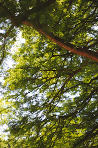 Close-up of lush green forest canopy with sunlight filtering through leaves.