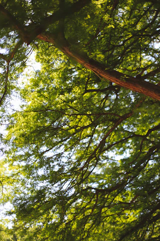 Close-up of lush green forest canopy with sunlight filtering through leaves.
