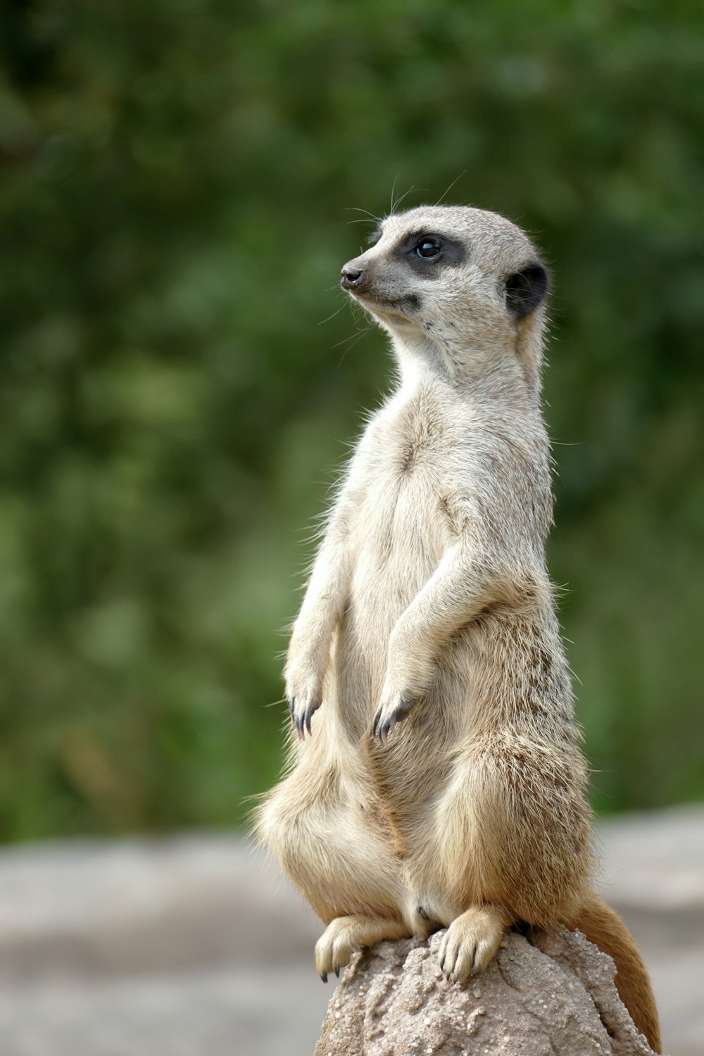 a small meerkat standing on a rock