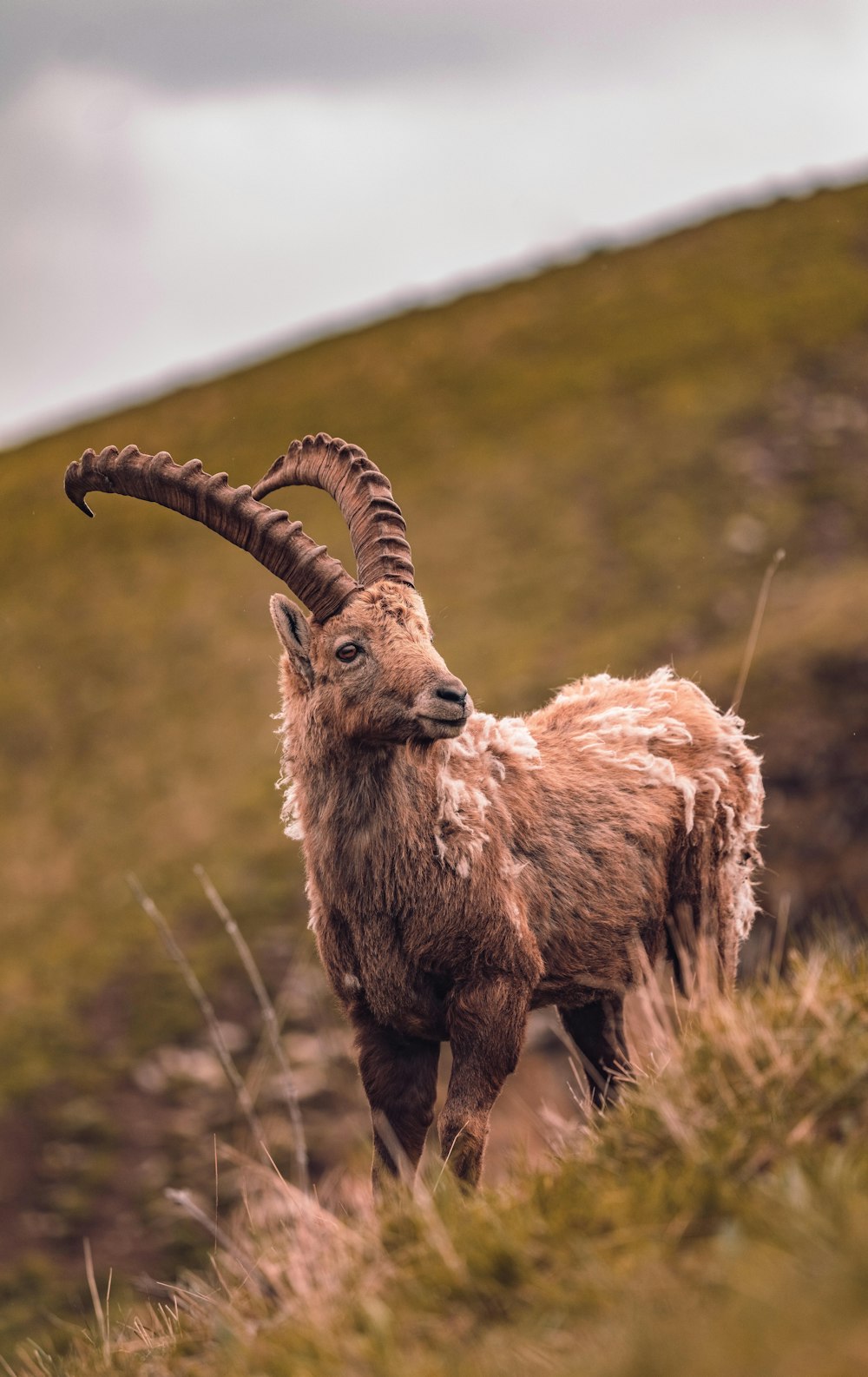 a mountain goat with long horns standing in a field