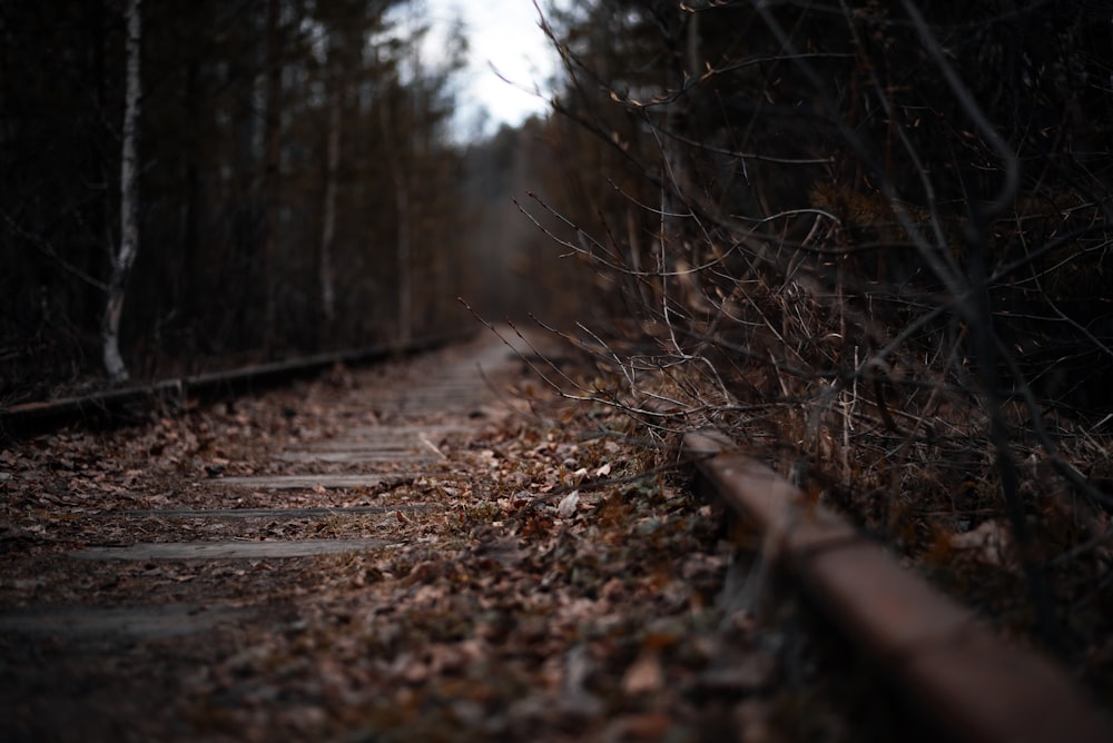 a train track in the middle of a wooded area