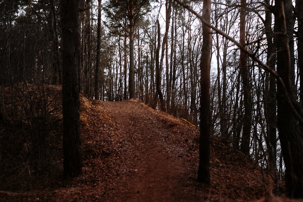 a dirt path in the middle of a forest