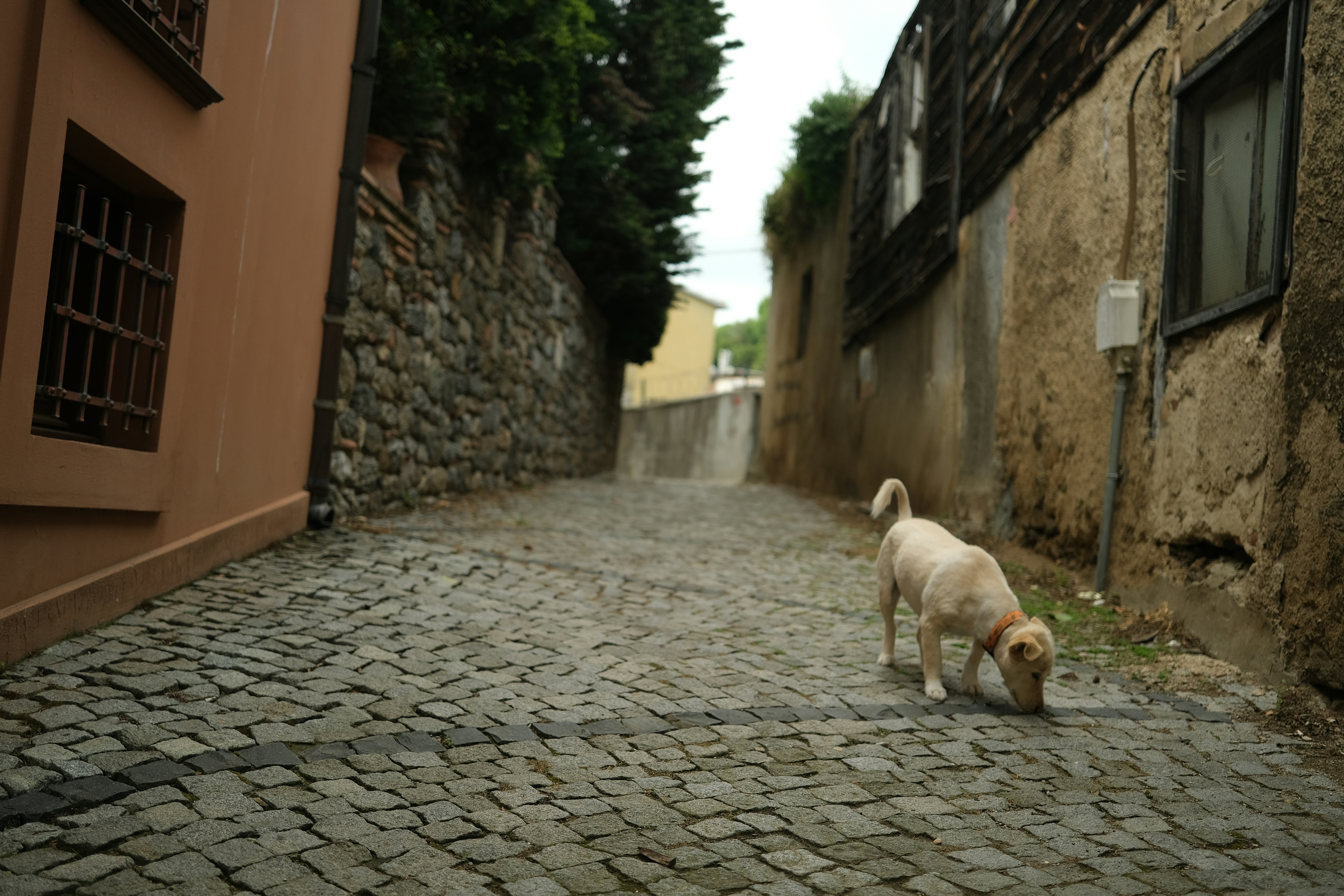 Why Do Dogs Sweat from Their Paws?