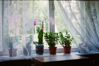 a couple of plants that are on a window sill