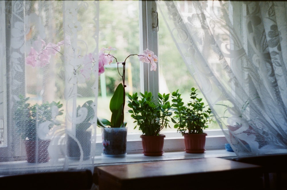 a couple of plants that are on a window sill