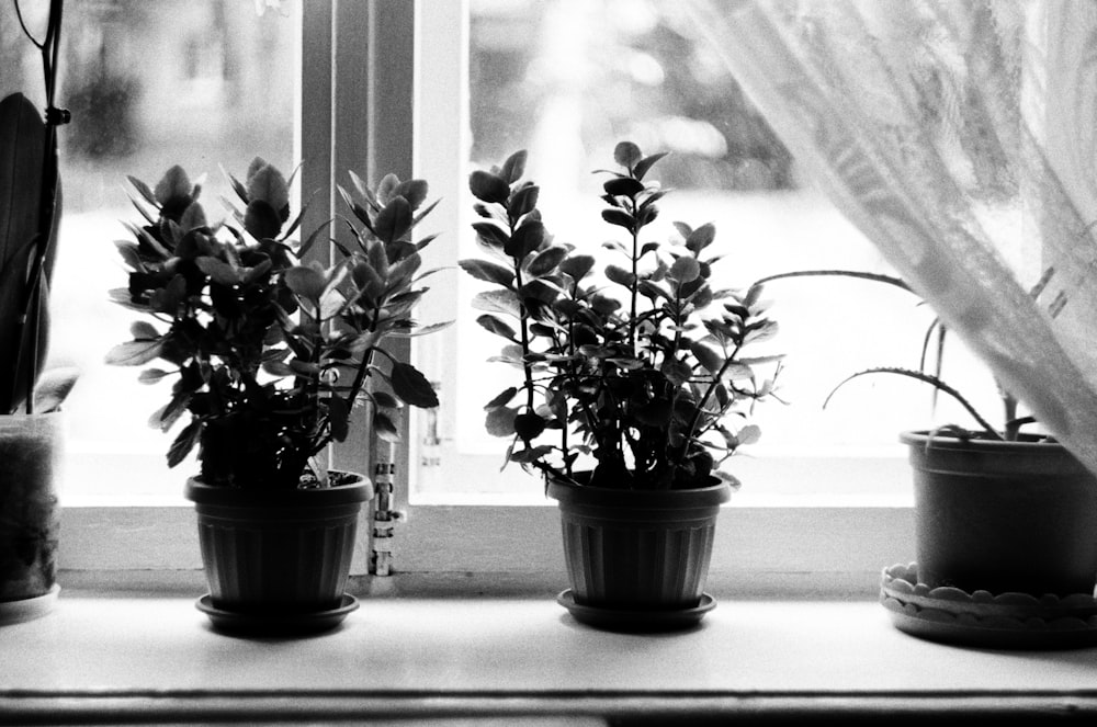 three potted plants sitting on a window sill