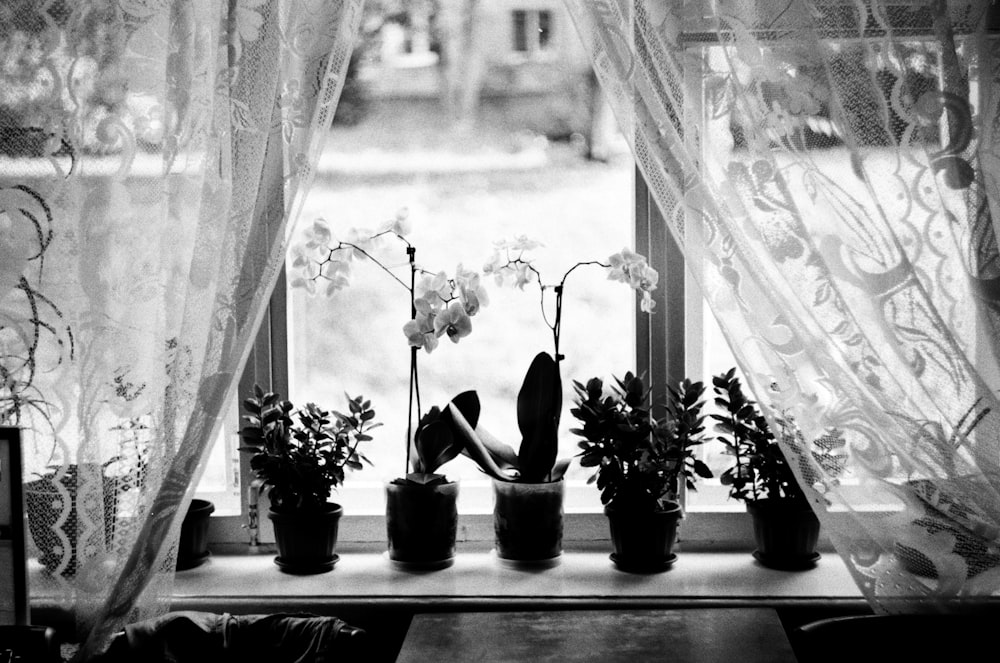 a black and white photo of a window with potted plants