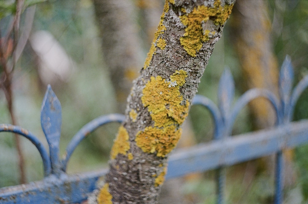 a close up of a tree with yellow moss growing on it