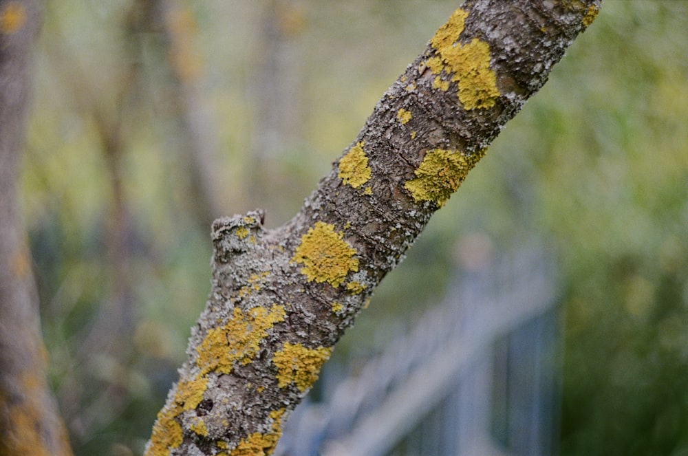 a bird perched on top of a tree next to a fence