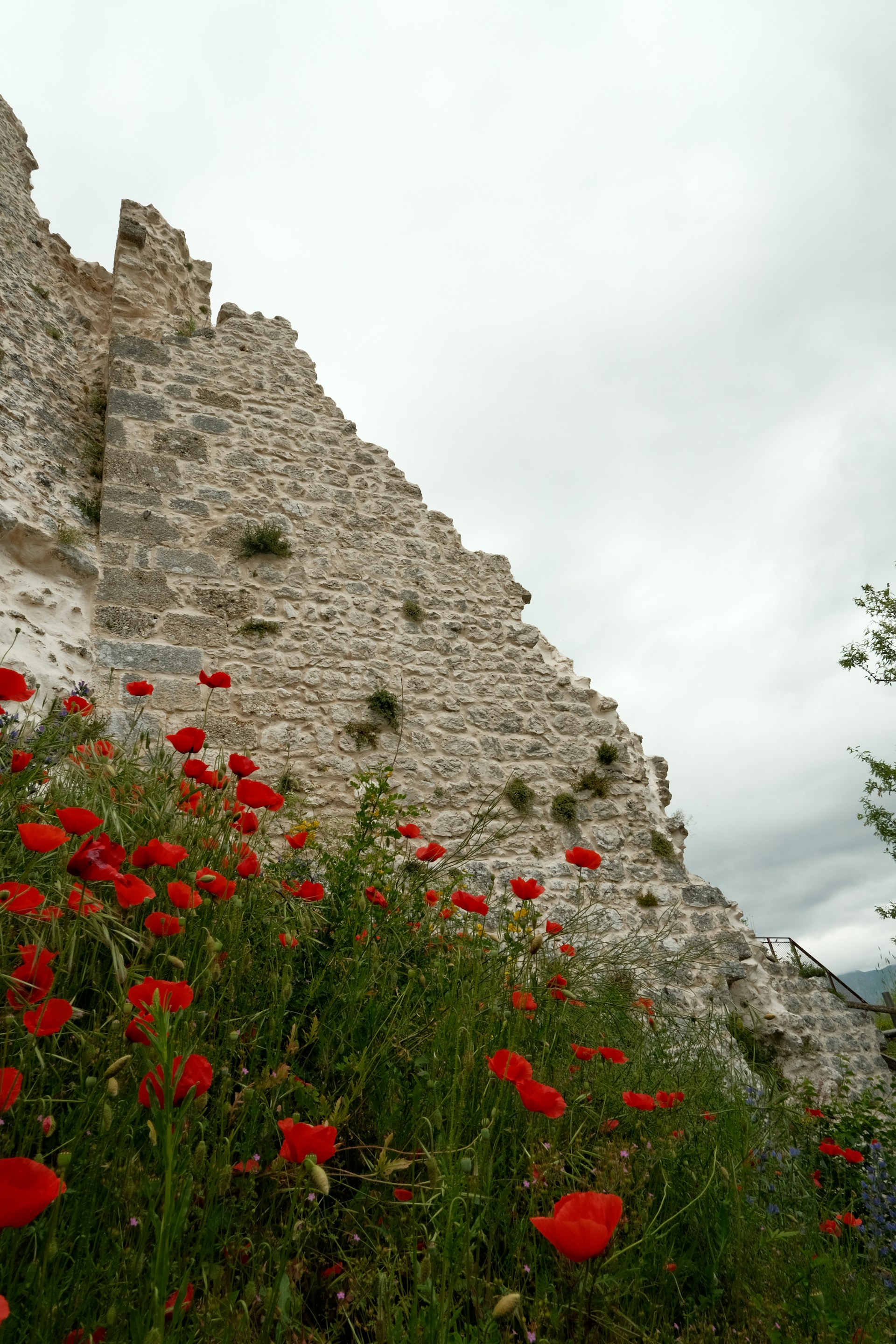 a bunch of red flowers growing in front of a stone wall