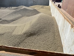 A large quantity of granular material, likely grain, is piled in a metal container or storage bin. The surface of the material forms gentle, undulating mounds, suggesting it has been recently poured. The container shows signs of rust and wear.