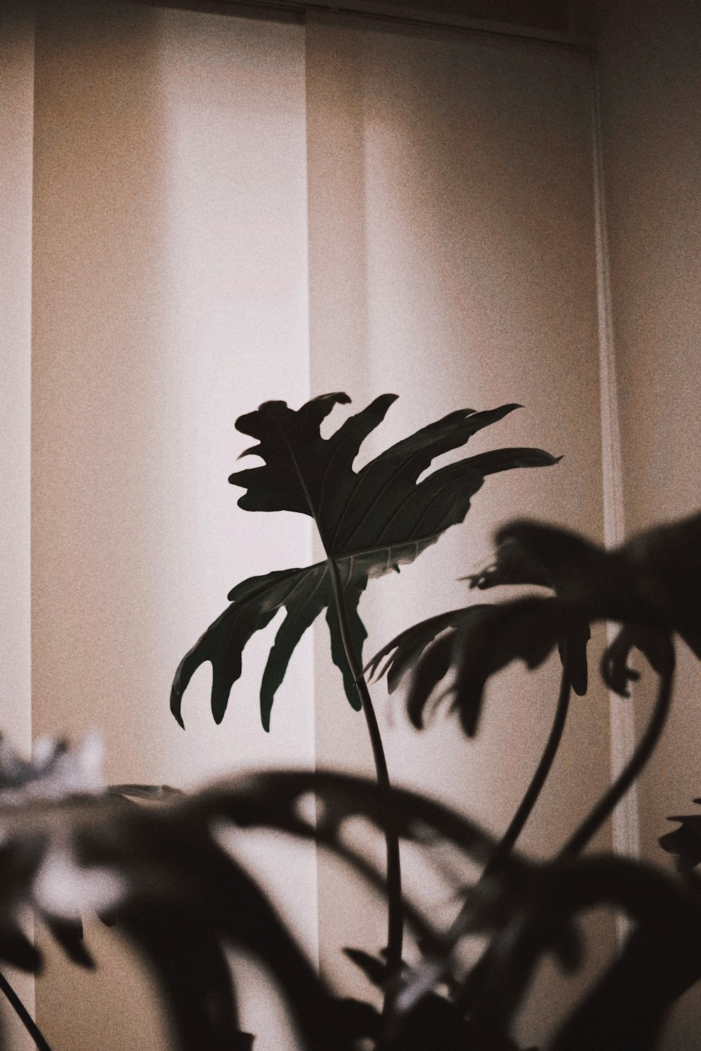 a plant in front of a window in a room