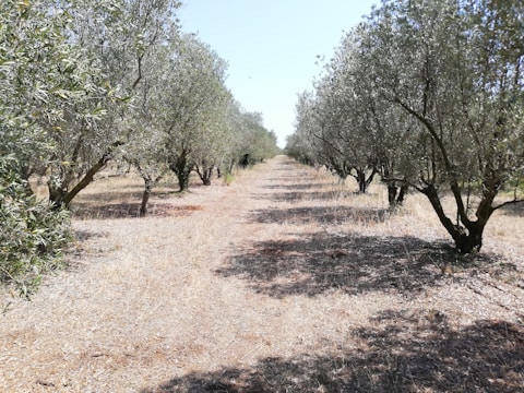 a dirt road surrounded by lots of trees