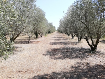 a dirt road surrounded by lots of trees
