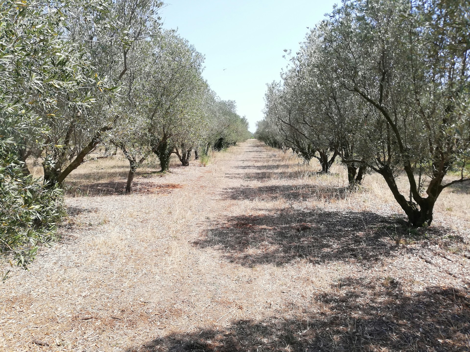 a dirt road surrounded by lots of trees
