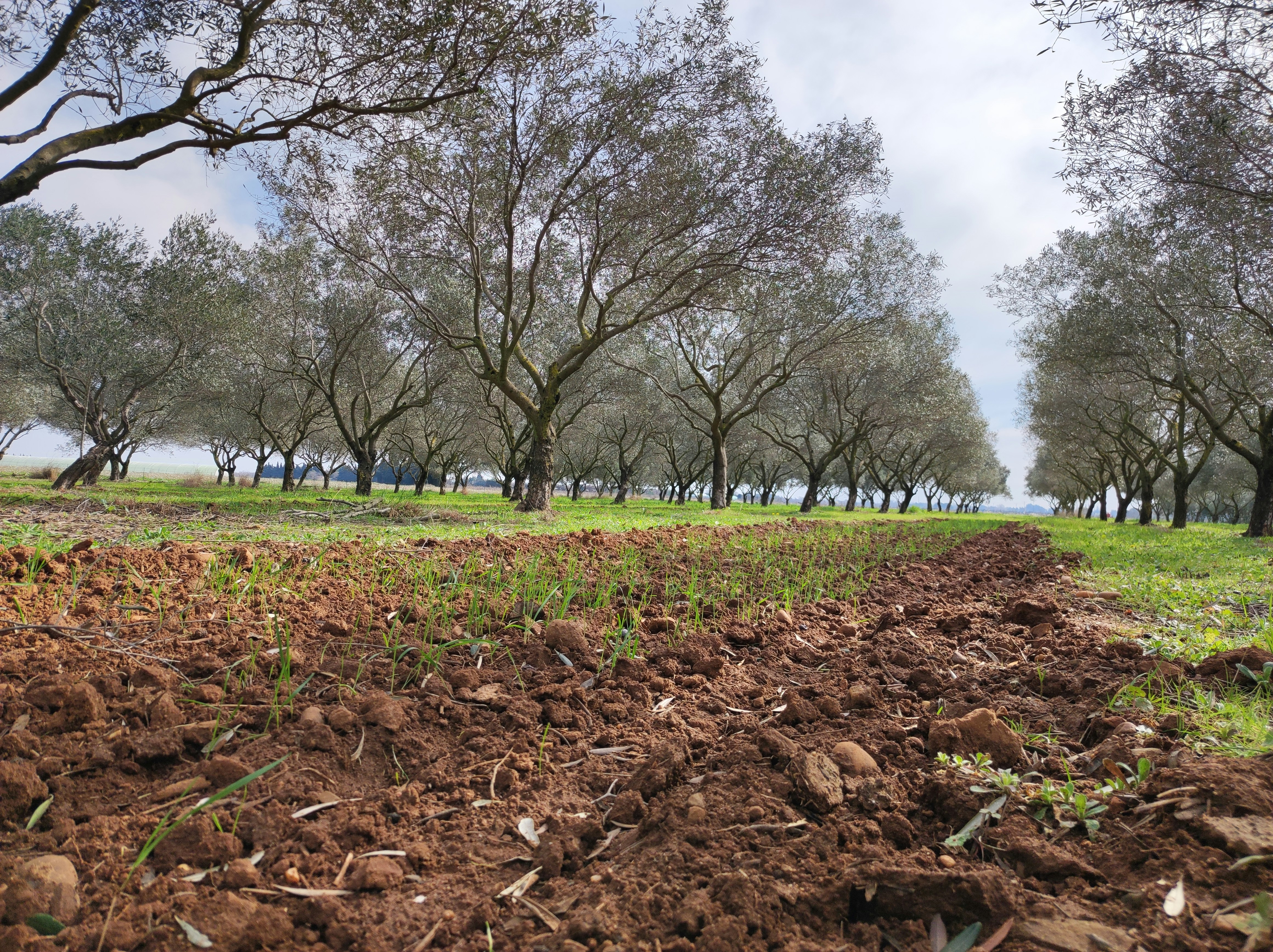 a dirt path in a field with trees in the background