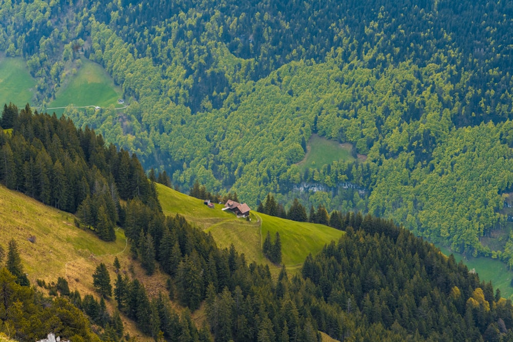 a lush green hillside covered in lots of trees