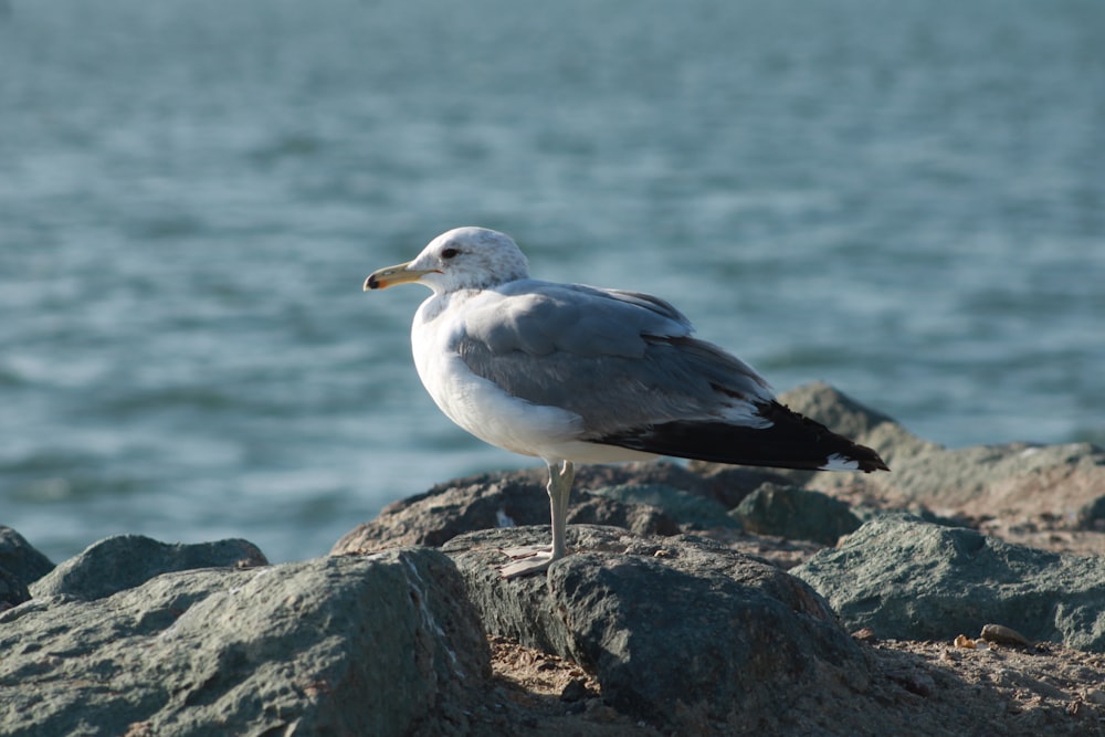 a seagull is standing on a rock by the water