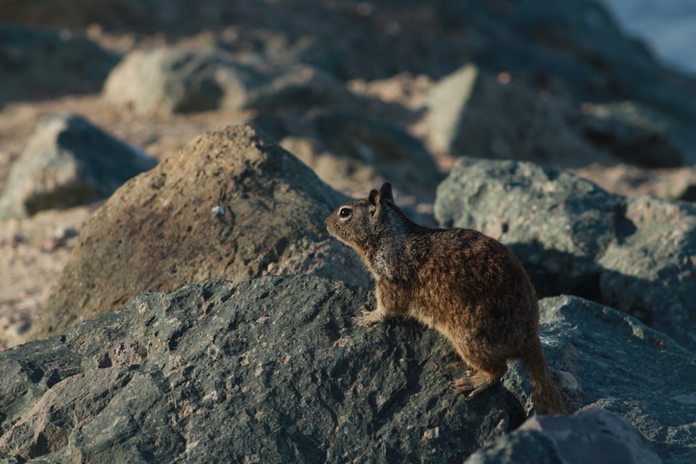 a small animal standing on top of a pile of rocks