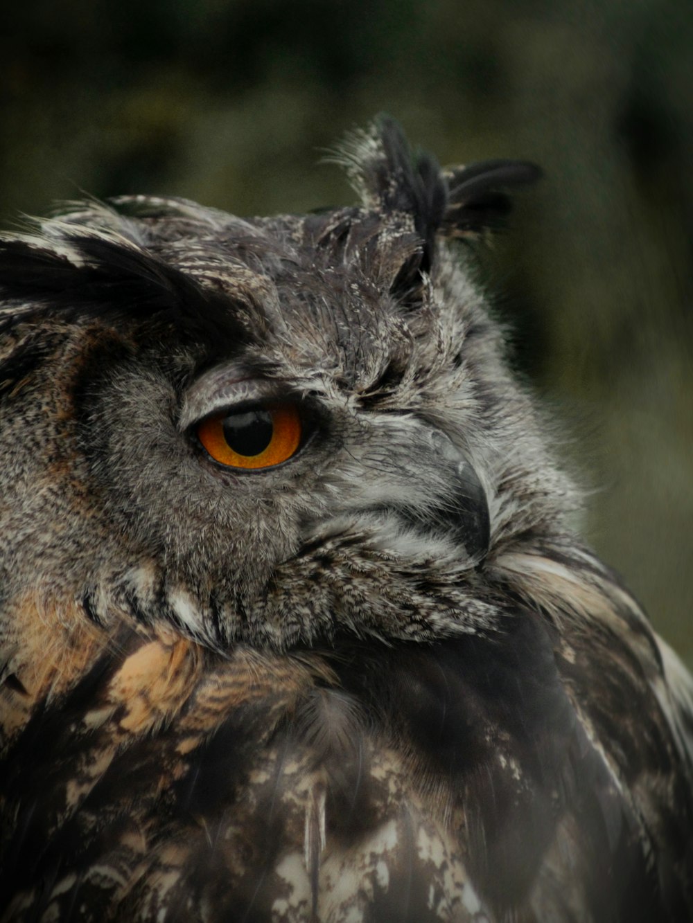 a close up of an owl's face with a blurry background