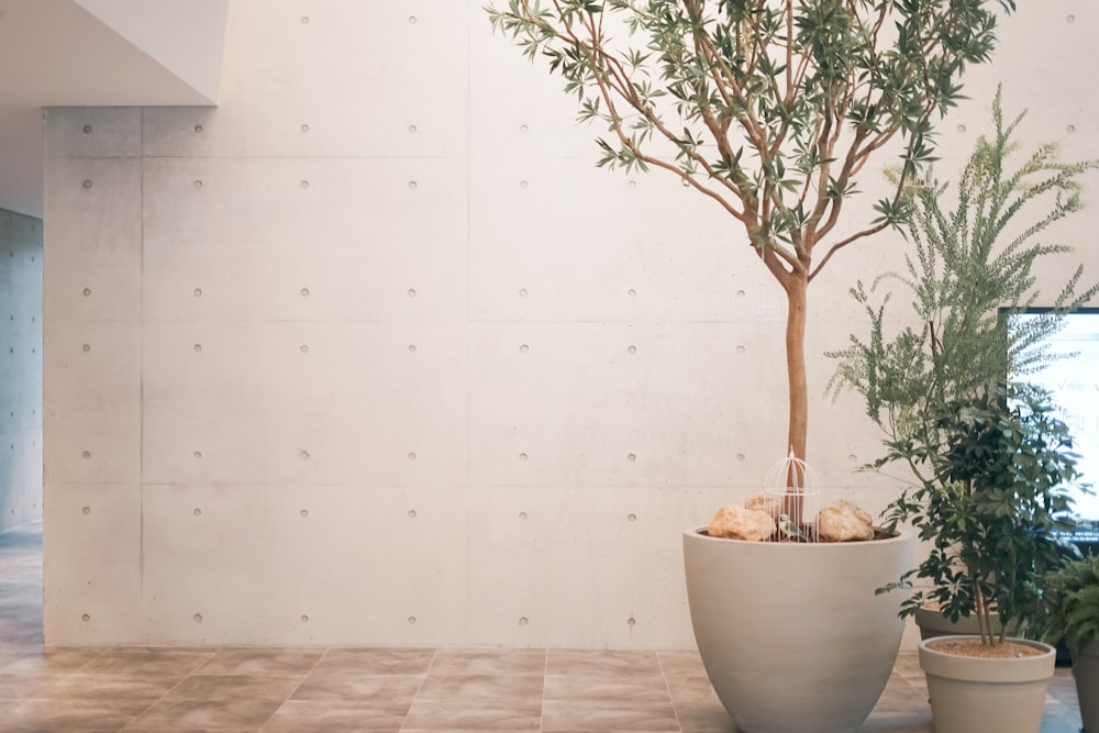 a potted plant and a potted tree in a room