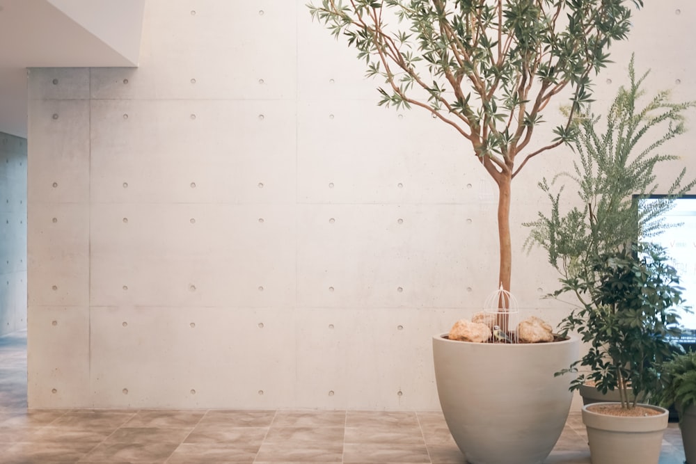 una planta en maceta y un árbol en maceta en una habitación