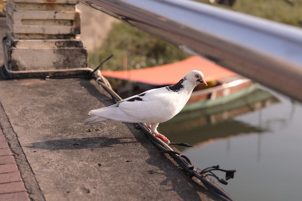 a white bird standing on a ledge next to a body of water