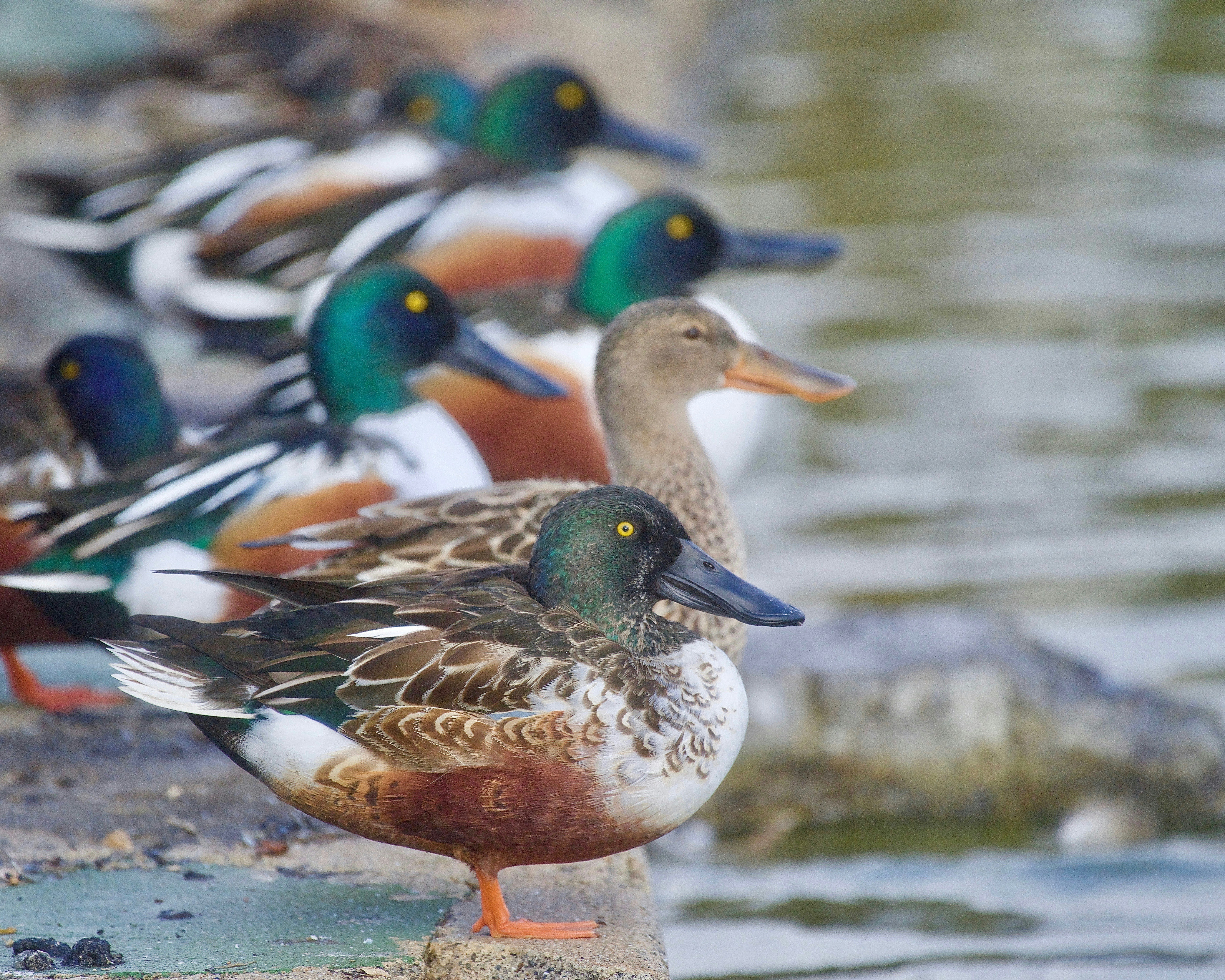 a group of ducks standing next to a body of water