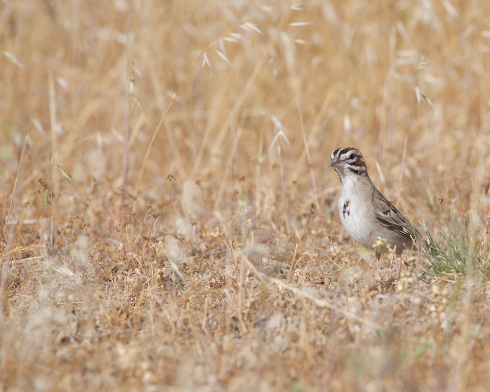 a small bird standing in a field of dry grass