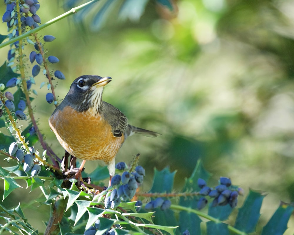 a small bird perched on a branch of a tree