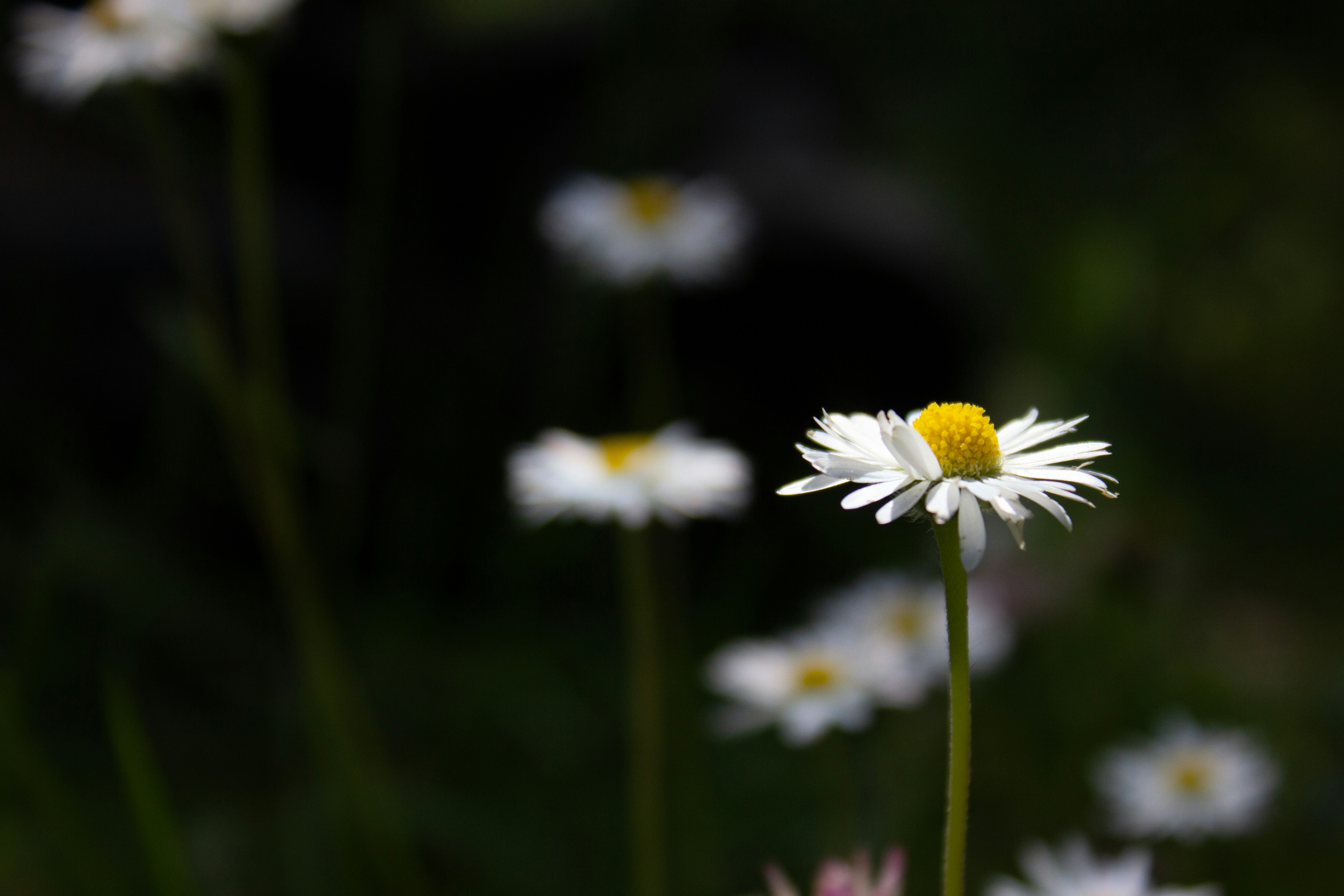 Photo by dcanadianphotographer