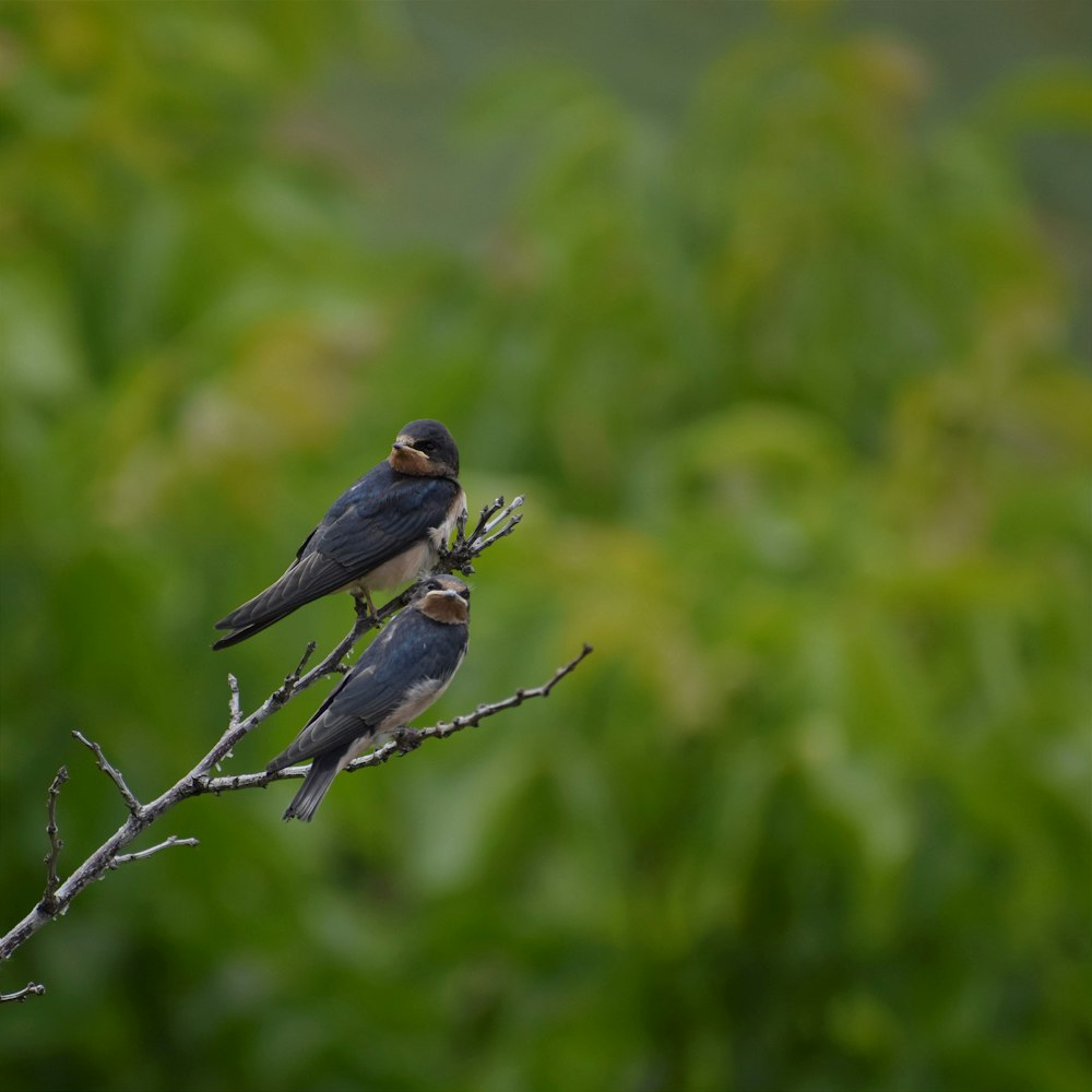 a couple of birds sitting on top of a tree branch