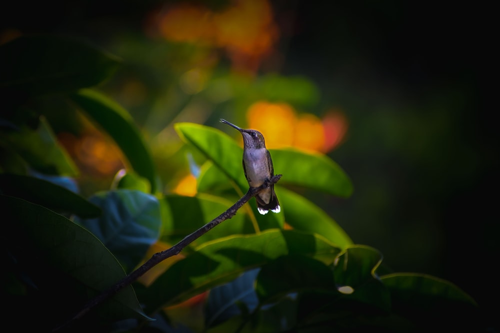 a hummingbird perches on a tree branch in the sunlight