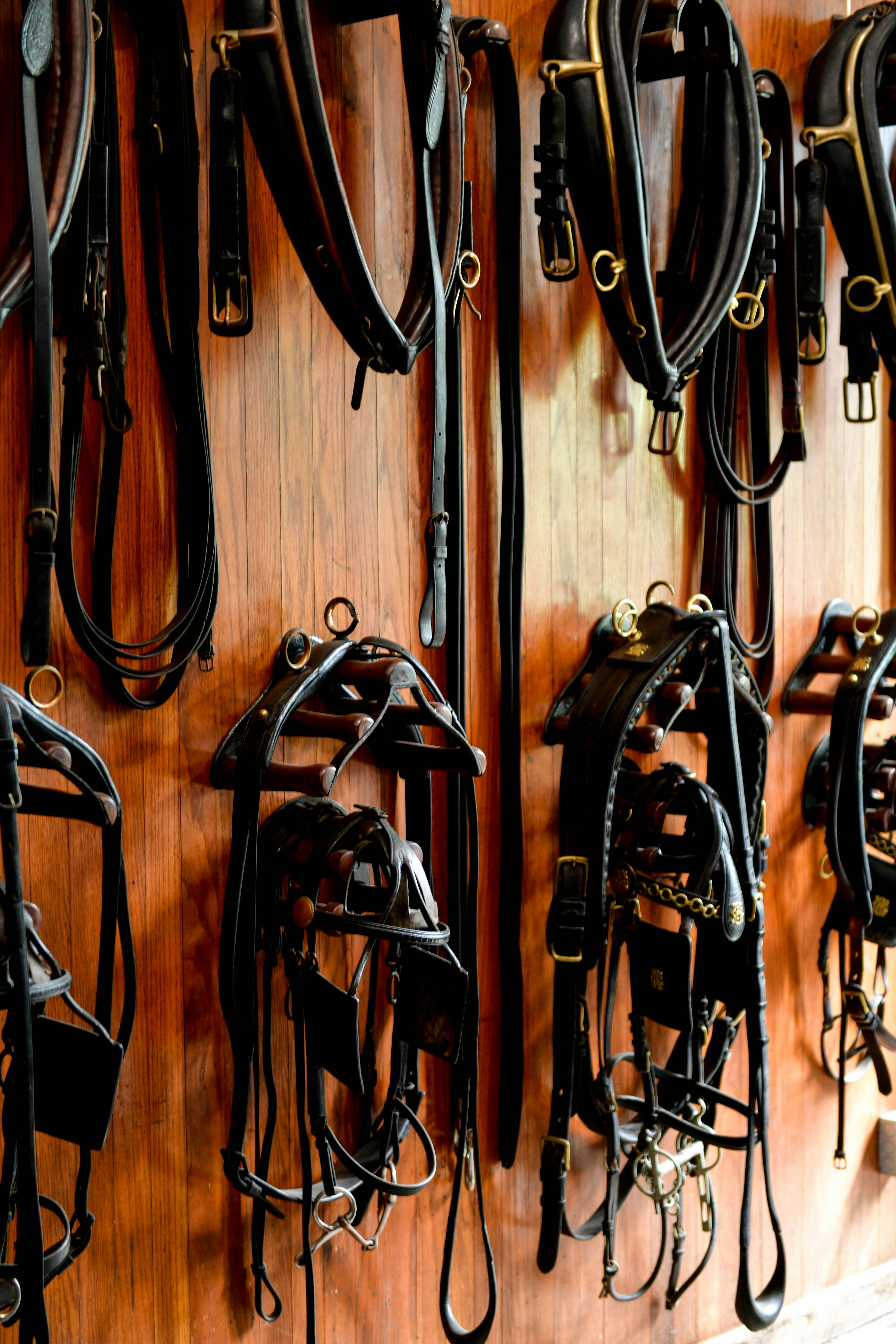 10 Horse Riding Tips New Riders Must Know Before Buying Gear