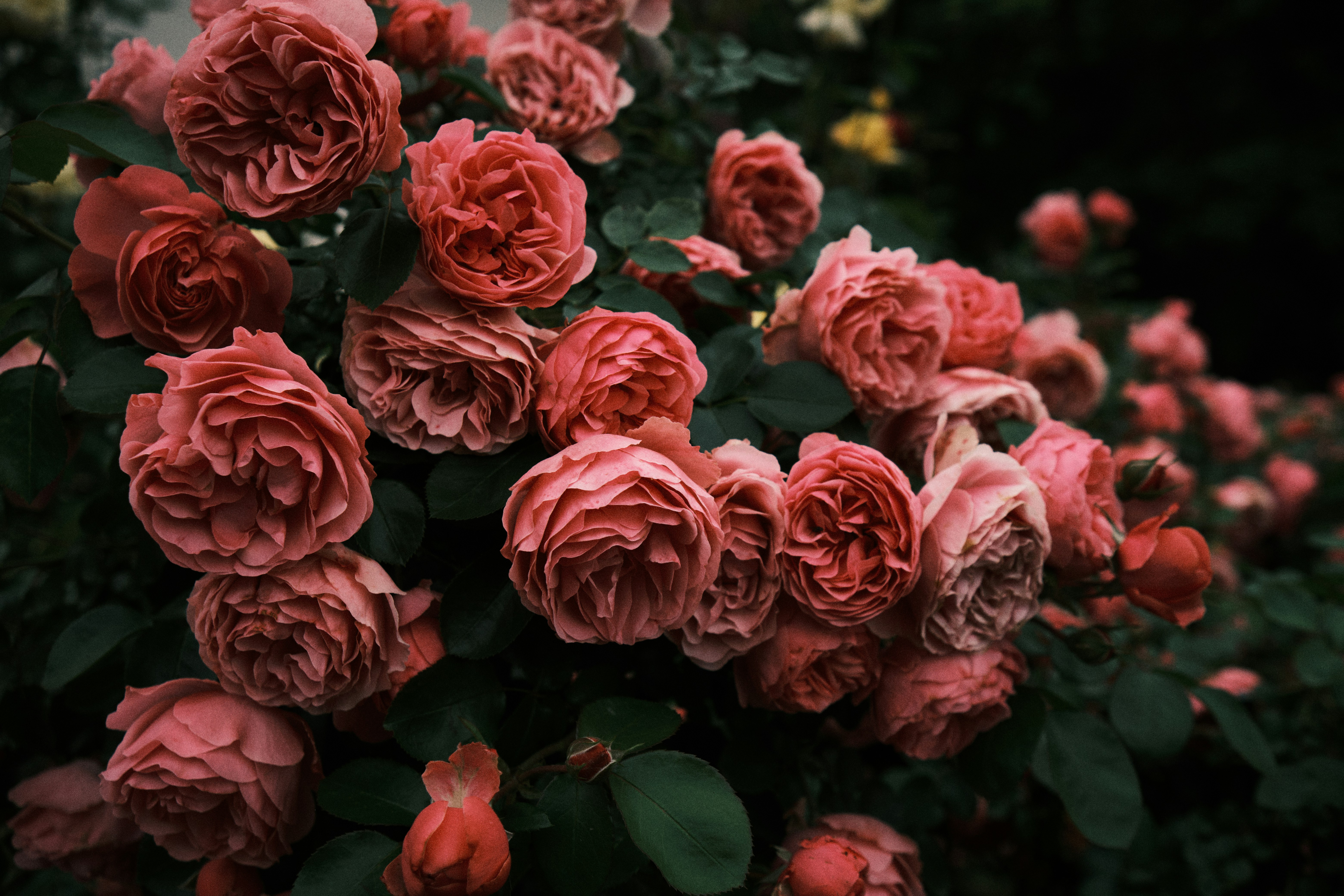 a bush of pink roses with green leaves