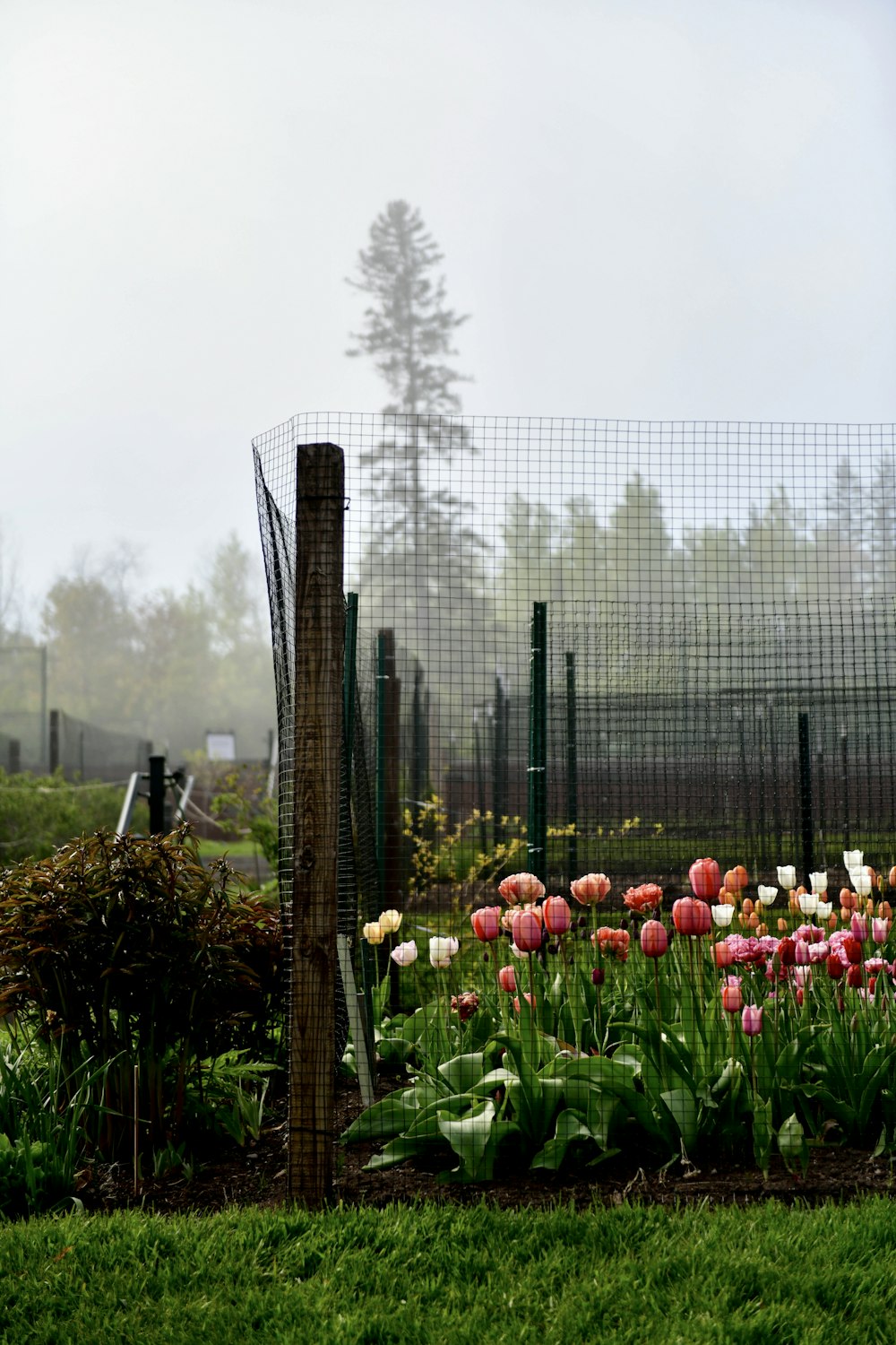 a field of tulips and other flowers behind a fence