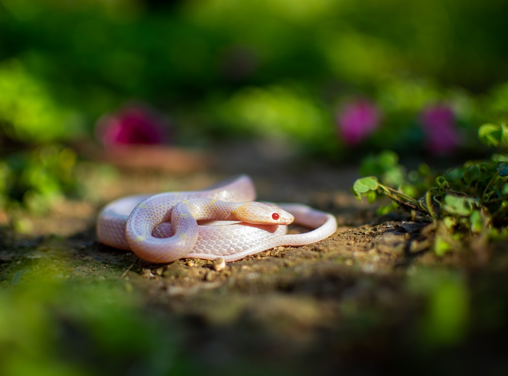 a small white snake laying on the ground